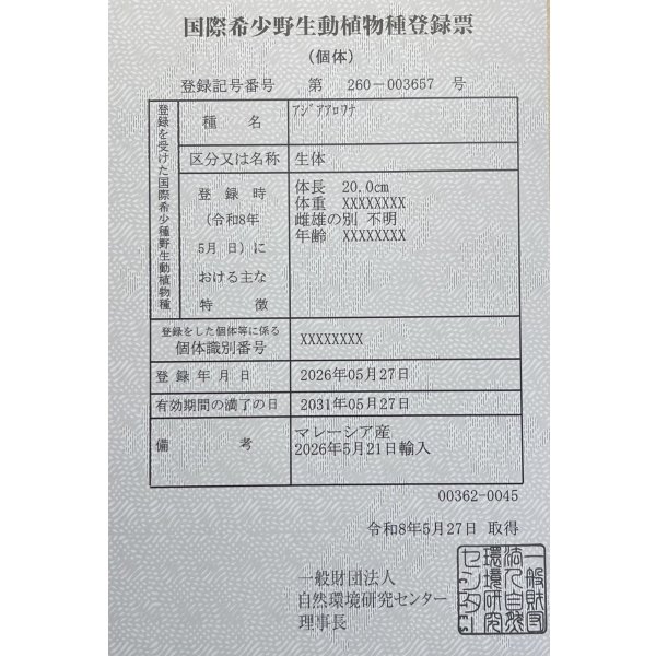 画像6: 過背金龍レディアンスゴールド　FOREVER ArowanaAquaculture(5) (6)