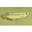 画像2: 過背金龍レディアンスゴールド　FOREVER ArowanaAquaculture(3) (2)
