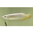 画像1: 過背金龍レディアンスゴールド　FOREVER ArowanaAquaculture(5) (1)