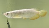 画像: 過背金龍レディアンスゴールド　FOREVER ArowanaAquaculture(5)