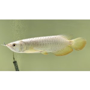 画像: 過背金龍レディアンスゴールド FOREVER ArowanaAquaculture(5)