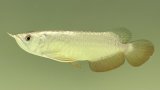 画像: 過背金龍レディアンスゴールド　FOREVER ArowanaAquaculture(6)