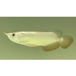 画像: 過背金龍レディアンスゴールド FOREVER ArowanaAquaculture(6)
