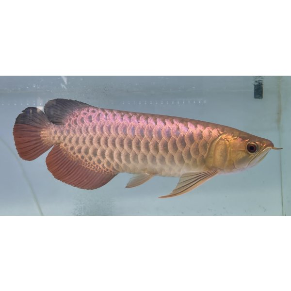 画像2: 過背金龍レディアンスゴールド　FOREVER ArowanaAquaculture(1) (2)