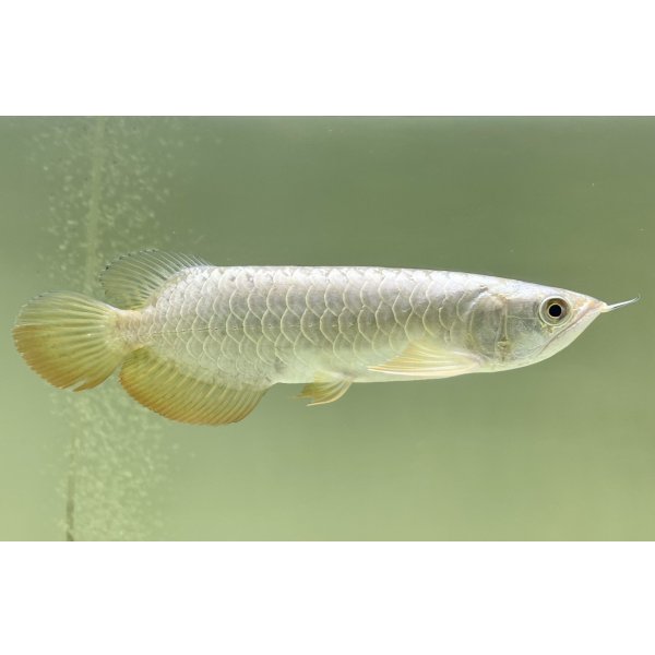 画像2: 過背金龍レディアンスゴールド　FOREVER ArowanaAquaculture(5) (2)
