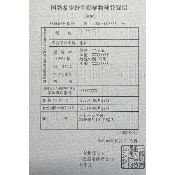 画像6: 過背金龍レディアンスゴールド　FOREVER ArowanaAquaculture(6) (6)