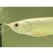 画像3: 過背金龍レディアンスゴールド　FOREVER ArowanaAquaculture(6) (3)