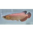 画像1: 過背金龍レディアンスゴールド　FOREVER ArowanaAquaculture(1) (1)