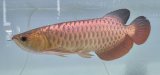 画像: 過背金龍レディアンスゴールド　FOREVER ArowanaAquaculture(1)