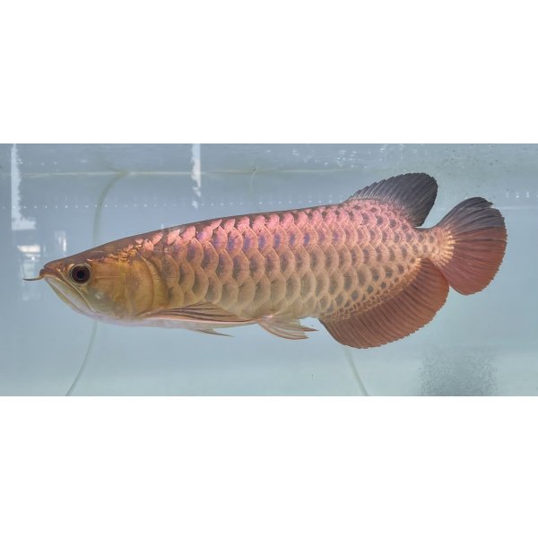 画像1: 過背金龍レディアンスゴールド　FOREVER ArowanaAquaculture(1) (1)