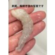 画像2: 冷凍バナメエビ1.8ｋｇ (2)