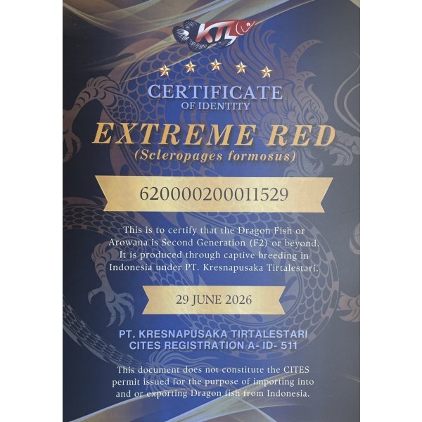 画像5: 紅龍　EXTREME RED★★★★★【3】 (5)