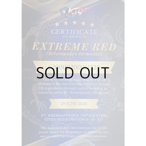 画像5: 紅龍　EXTREME RED★★★★★【3】 (5)