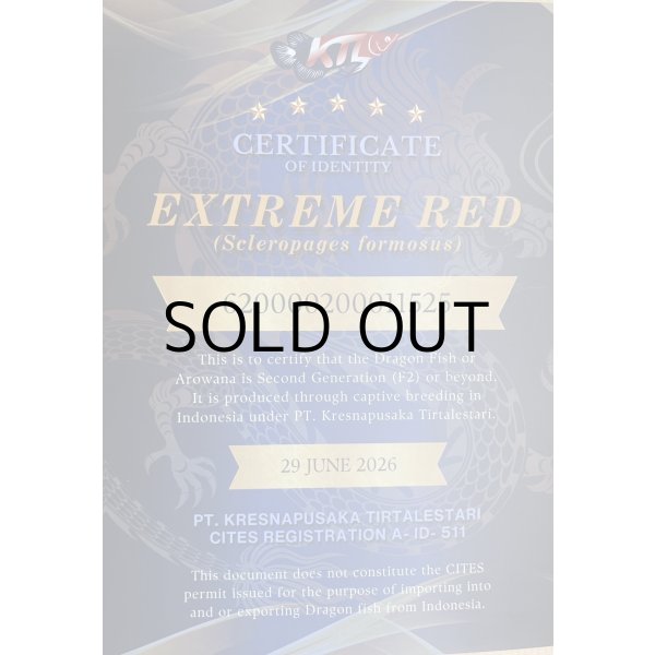 画像5: 紅龍　EXTREME RED★★★★★【6】 (5)