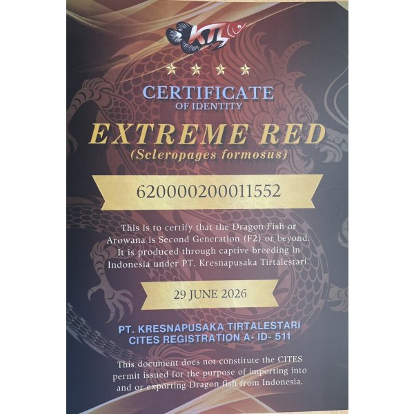 画像5: 紅龍　EXTREME RED★★★★【8】 (5)