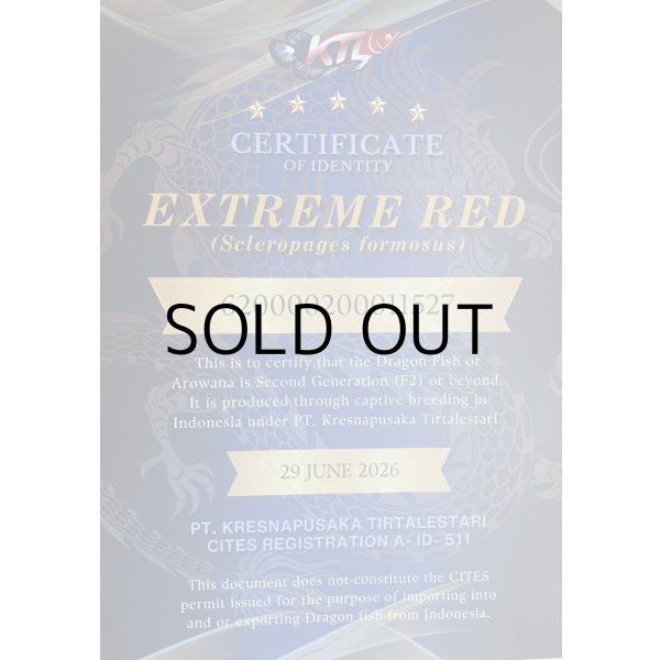 画像5: 紅龍　EXTREME RED★★★★★【5】 (5)