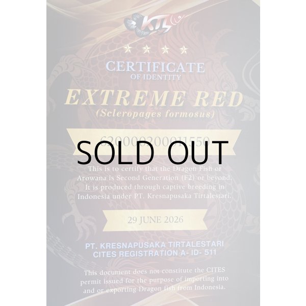 画像5: 紅龍　EXTREME RED★★★★【9】 (5)