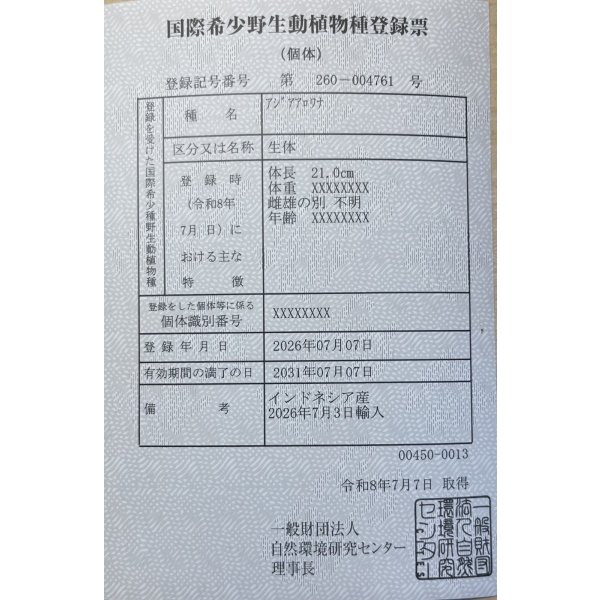 画像6: 紅龍　EXTREME RED★★★★★【5】 (6)
