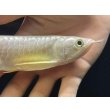 画像3: 紅尾金龍　FOREVER Arowana Aquaculture(6） (3)