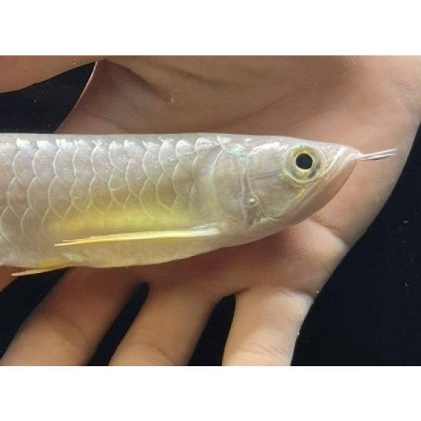 画像3: 紅尾金龍　FOREVER Arowana Aquaculture(6） (3)