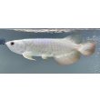 画像1: 過背金龍レディアンスゴールド　FOREVER ArowanaAquaculture(10) (1)
