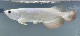 画像: 過背金龍レディアンスゴールド　FOREVER ArowanaAquaculture(10)
