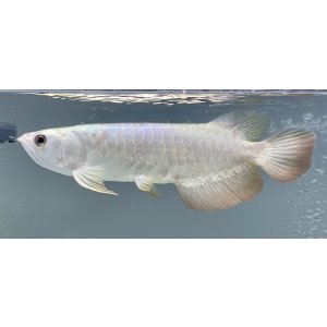 画像: 過背金龍レディアンスゴールド FOREVER ArowanaAquaculture(10)