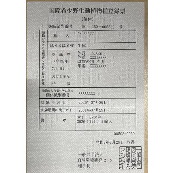 画像6: 紅尾金龍　FOREVER Arowana Aquaculture(6） (6)