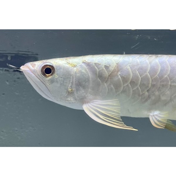画像3: 過背金龍レディアンスゴールド　FOREVER ArowanaAquaculture(10) (3)
