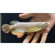 画像1: 紅尾金龍　FOREVER Arowana Aquaculture(6） (1)