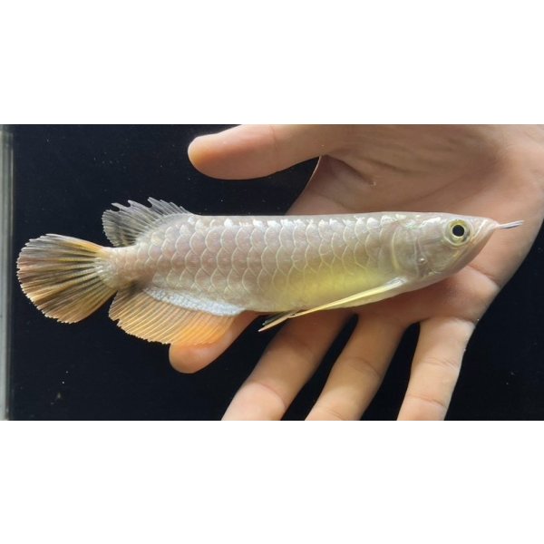 画像1: 紅尾金龍　FOREVER Arowana Aquaculture(6） (1)
