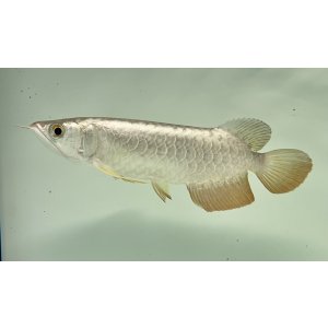 画像: 過背金龍 FOREVER ArowanaAquaculture(10)