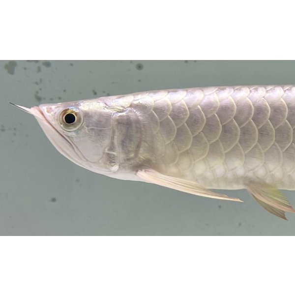画像3: 過背金龍レディアンスゴールド　FOREVER ArowanaAquaculture(9) (3)
