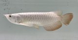 画像: 過背金龍レディアンスゴールド　FOREVER ArowanaAquaculture(9)
