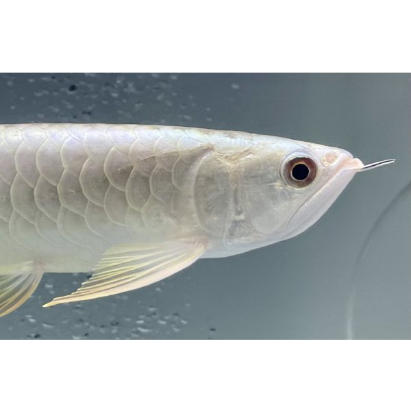 画像4: 過背金龍レディアンスゴールド　FOREVER ArowanaAquaculture(10) (4)