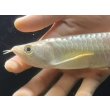画像4: 紅尾金龍　FOREVER Arowana Aquaculture(1） (4)
