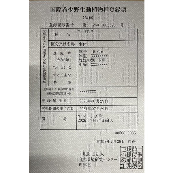画像6: 紅尾金龍　FOREVER Arowana Aquaculture(2） (6)