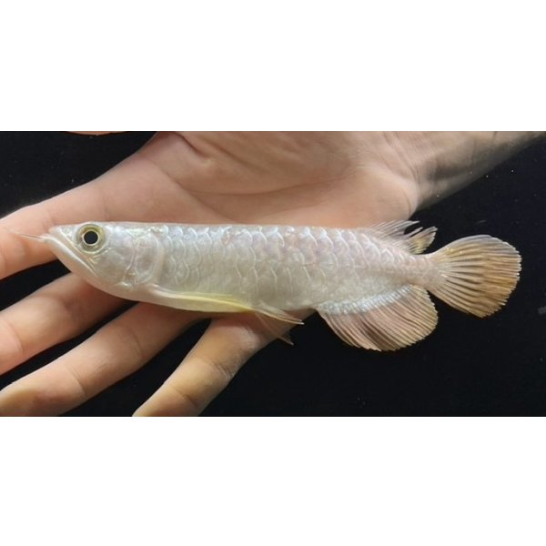 画像2: 紅尾金龍　FOREVER Arowana Aquaculture(5） (2)