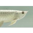 画像4: 過背金龍レディアンスゴールド　FOREVER ArowanaAquaculture(9) (4)