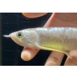 画像4: 紅尾金龍　FOREVER Arowana Aquaculture(3） (4)