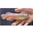 画像1: 紅尾金龍　FOREVER Arowana Aquaculture(2） (1)
