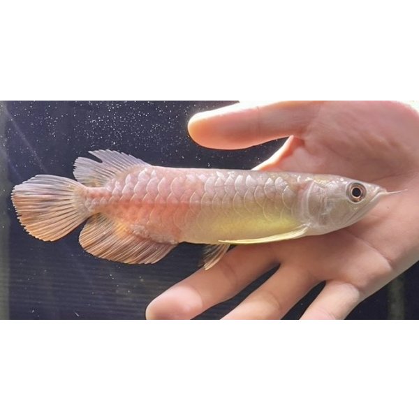 画像1: 紅尾金龍　FOREVER Arowana Aquaculture(2） (1)