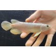 画像1: 紅尾金龍　FOREVER Arowana Aquaculture(3） (1)