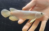 画像: 紅尾金龍　FOREVER Arowana Aquaculture(3）