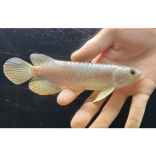 画像1: 紅尾金龍　FOREVER Arowana Aquaculture(3） (1)