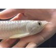 画像3: 紅尾金龍　FOREVER Arowana Aquaculture(1） (3)