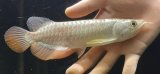 画像: 紅尾金龍　FOREVER Arowana Aquaculture(1）