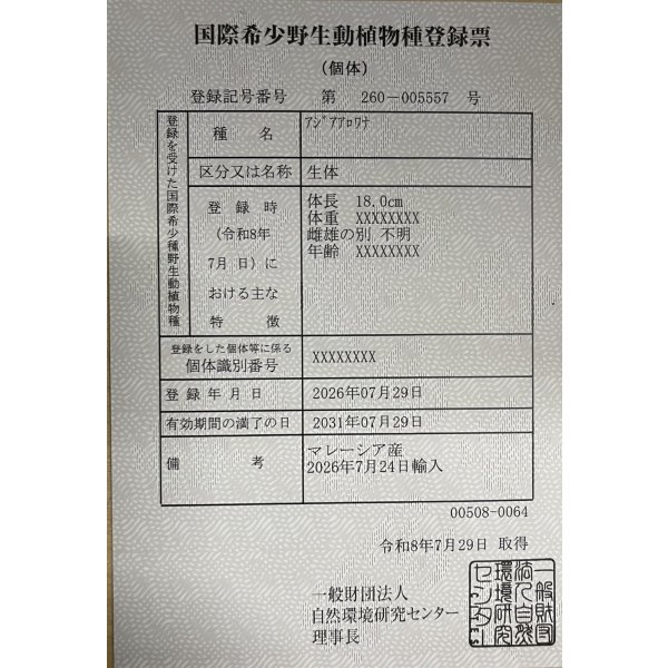 画像6: 過背金龍　FOREVER ArowanaAquaculture(9) (6)