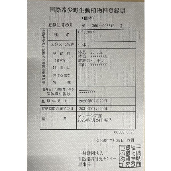 画像6: 過背金龍レディアンスゴールド　FOREVER ArowanaAquaculture(9) (6)