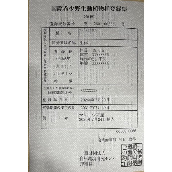 画像6: 過背金龍　FOREVER ArowanaAquaculture(10) (6)